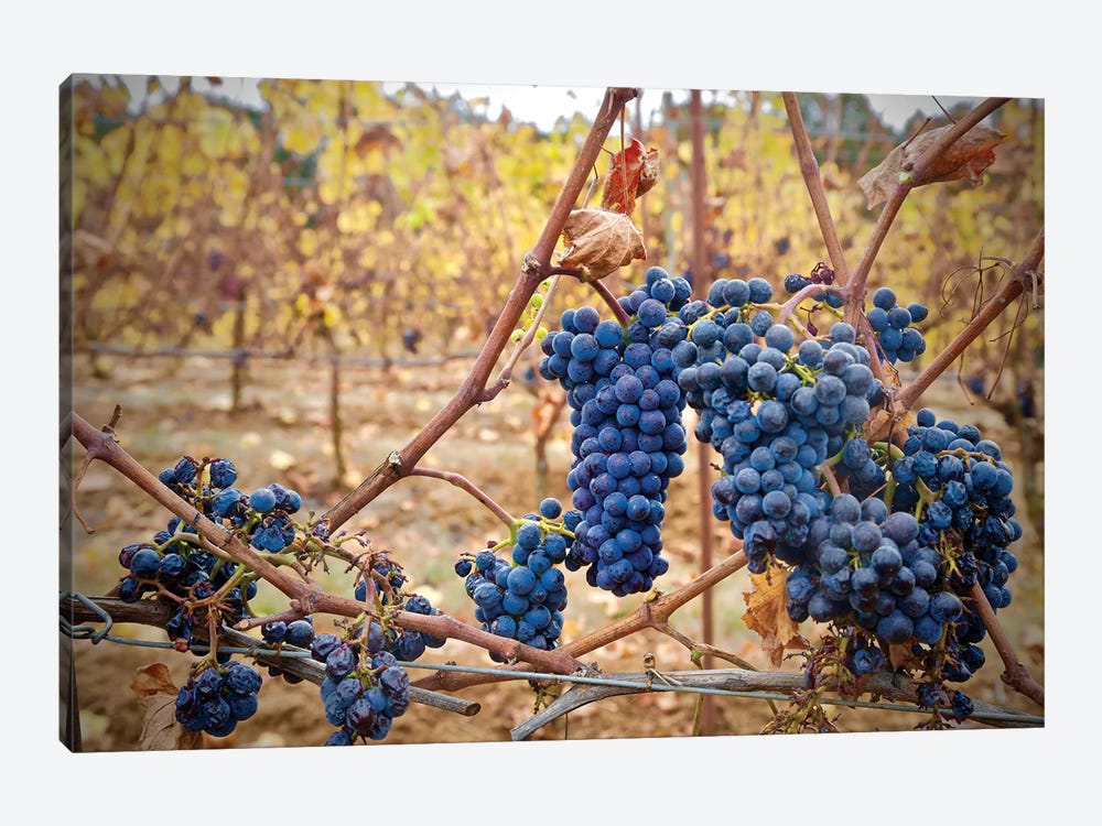 Grapes On A Vine by Susan Vizvary 1-piece Canvas Wall Art