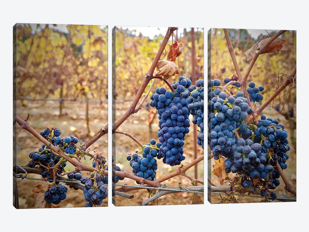 Grapes On A Vine by Susan Vizvary 3-piece Canvas Artwork