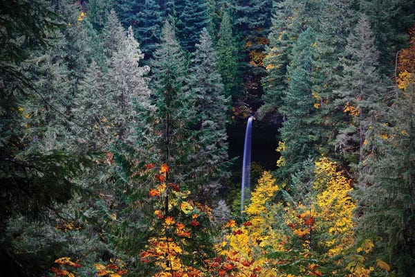 Susan Vizvary: Love Falls I by Susan Vizvary