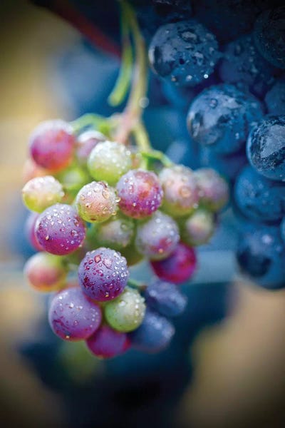Susan Vizvary: Wine Time Closeup by Susan Vizvary