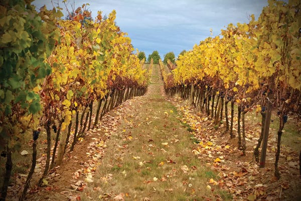 Susan Vizvary: Wine Time Vines I by Susan Vizvary