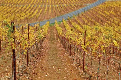 Wine Time Vines II by Susan Vizvary framed canvas print