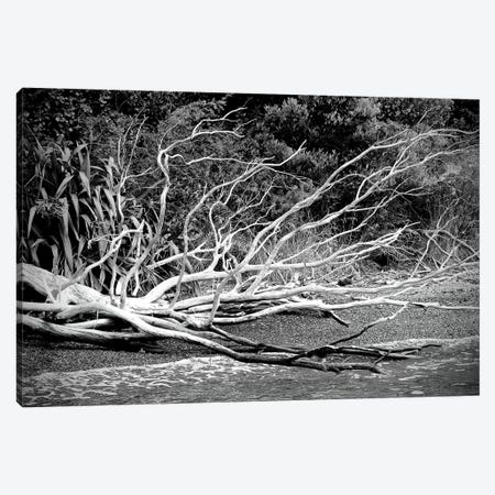 Branch On The Beach In Black And White Canvas Print #SUV219} by Susan Vizvary Canvas Wall Art