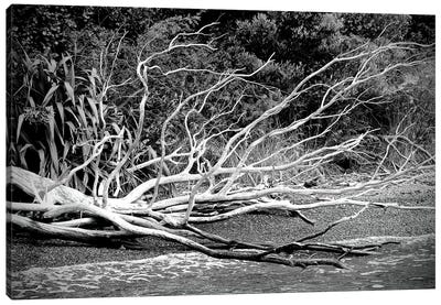 Branch On The Beach In Black And White Canvas Art Print - Susan Vizvary
