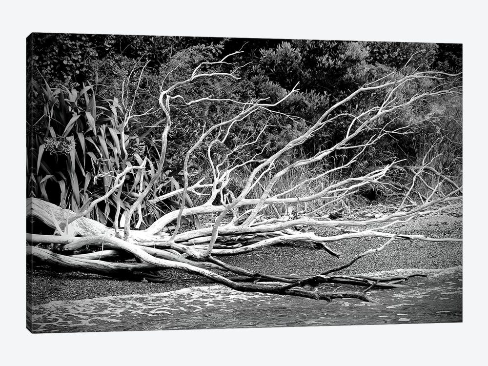 Branch On The Beach In Black And White by Susan Vizvary 1-piece Canvas Print