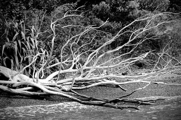 Susan Vizvary: Branch On The Beach In Black And White by Susan Vizvary