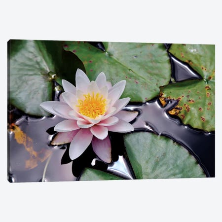 New Zealand Water Lily Canvas Print #SUV226} by Susan Vizvary Canvas Art