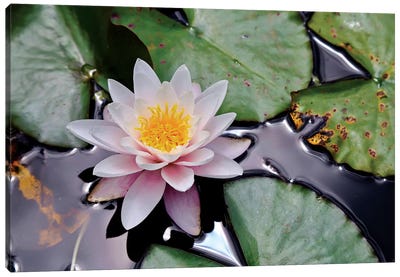 New Zealand Water Lily Canvas Art Print