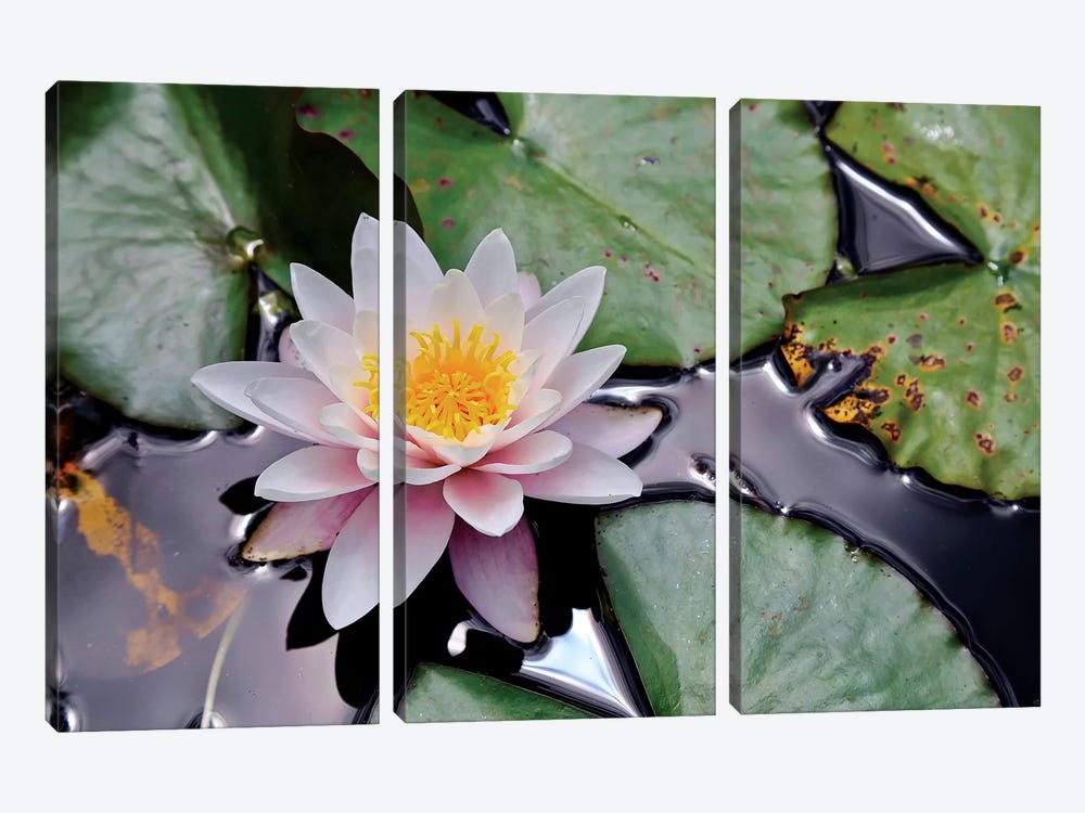 New Zealand Water Lily by Susan Vizvary 3-piece Canvas Print