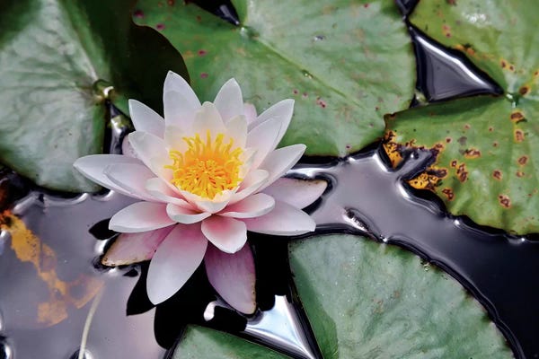 Susan Vizvary: New Zealand Water Lily by Susan Vizvary