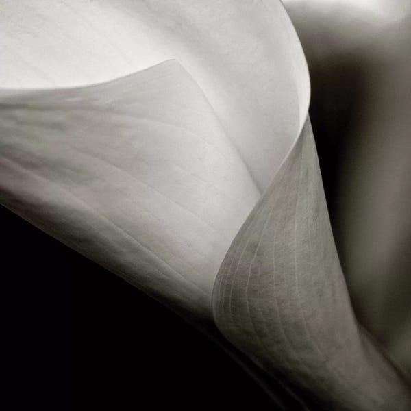 Susan Vizvary: Callalily by Susan Vizvary