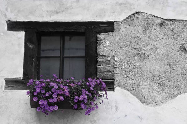 Susan Vizvary: Purple Flower Box In Black And White by Susan Vizvary