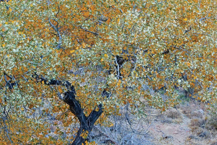 Autumn Tree In Utah by Susan Vizvary wall art