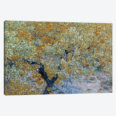 Autumn Tree In Utah Canvas Print #SUV308} by Susan Vizvary Canvas Wall Art