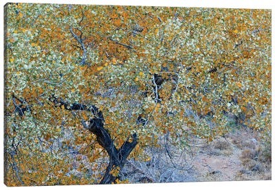 Autumn Tree In Utah Canvas Art Print - Susan Vizvary