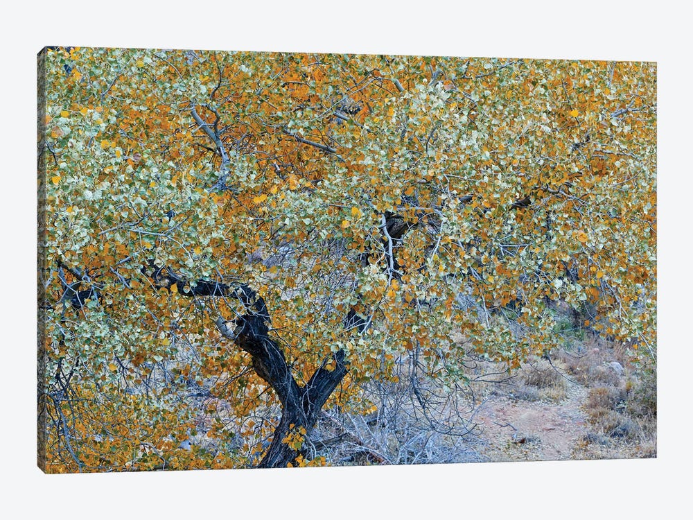 Autumn Tree In Utah by Susan Vizvary 1-piece Canvas Artwork