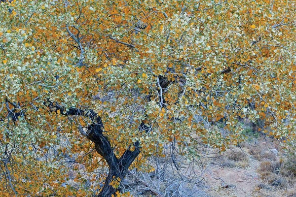 Susan Vizvary: Autumn Tree In Utah by Susan Vizvary