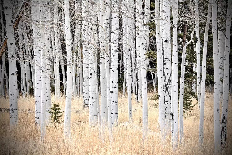 Baby Tree In The Forest