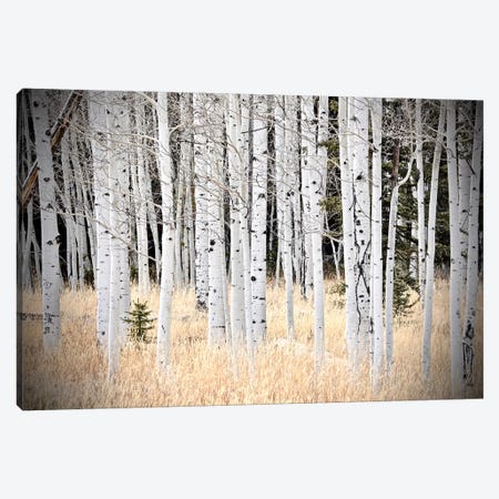 Baby Tree In The Forest Canvas Print #SUV309} by Susan Vizvary Canvas Wall Art