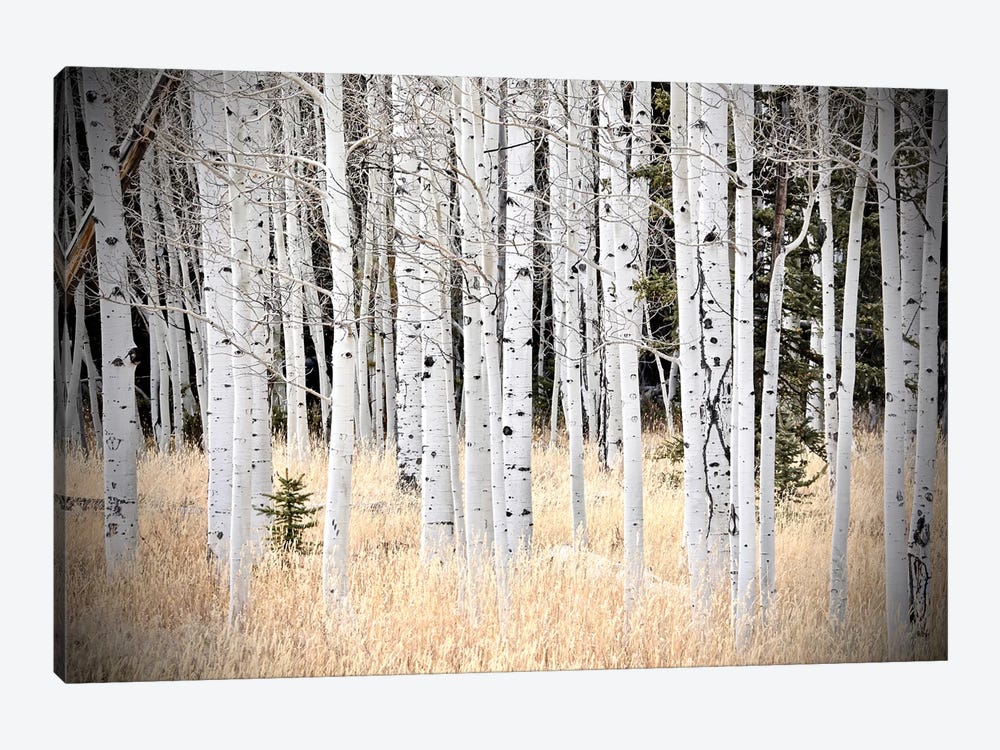 Baby Tree In The Forest by Susan Vizvary 1-piece Art Print