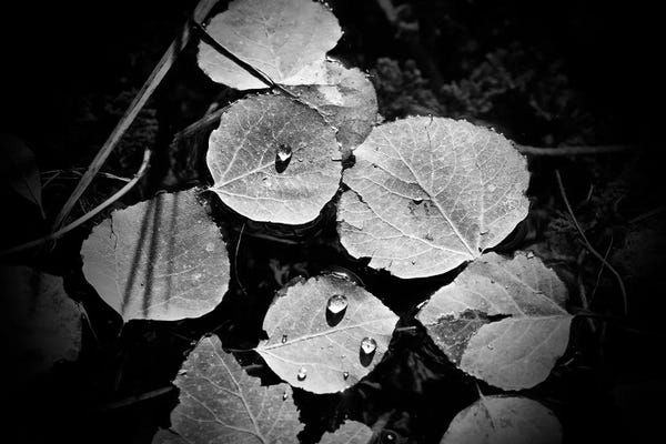 Susan Vizvary: Droplets On Leaves by Susan Vizvary