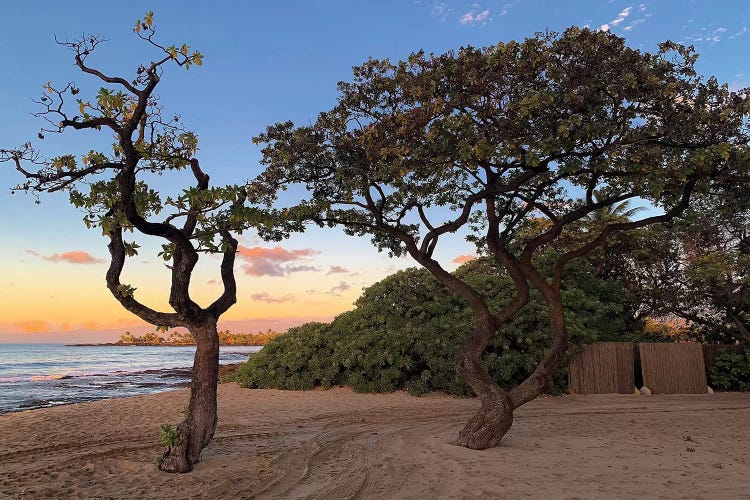 Hawaiian Sunset Through The Trees