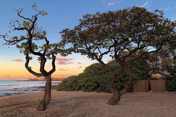 Susan Vizvary: Hawaiian Sunset Through The Trees by Susan Vizvary