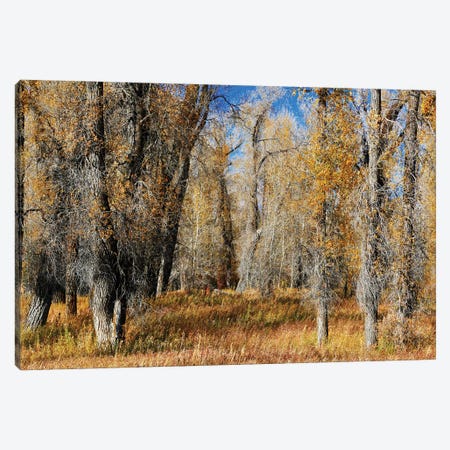 A Field Of Autumn Trees Canvas Print #SUV332} by Susan Vizvary Art Print