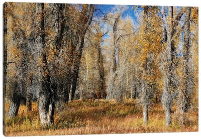 A Field Of Autumn Trees Canvas Art Print - Susan Vizvary