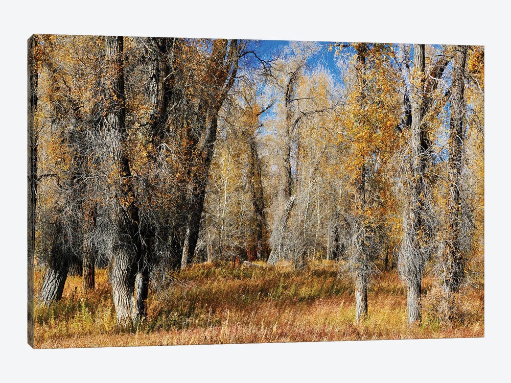 A Field Of Autumn Trees by Susan Vizvary 1-piece Art Print