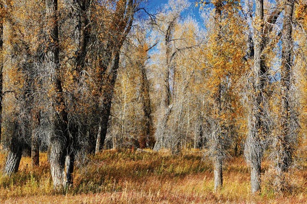 Susan Vizvary: A Field Of Autumn Trees by Susan Vizvary