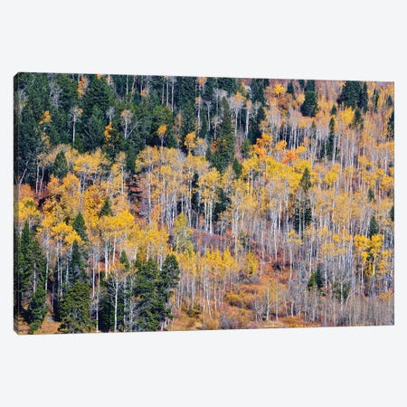 Autumn Layers Of Trees I Canvas Print #SUV334} by Susan Vizvary Canvas Art