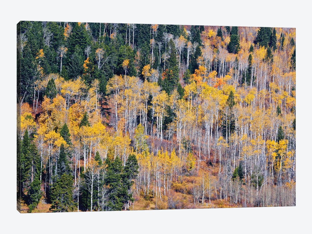 Autumn Layers Of Trees I by Susan Vizvary 1-piece Canvas Print