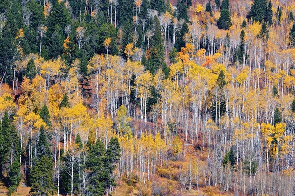 Susan Vizvary: Autumn Layers Of Trees I by Susan Vizvary