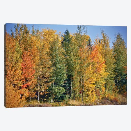 Autumn Layers Of Trees II Canvas Print #SUV335} by Susan Vizvary Canvas Art