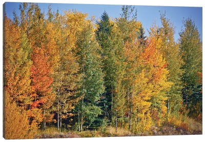 Autumn Layers Of Trees II Canvas Art Print - Susan Vizvary