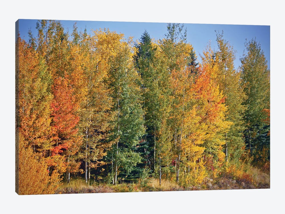 Autumn Layers Of Trees II by Susan Vizvary 1-piece Canvas Art