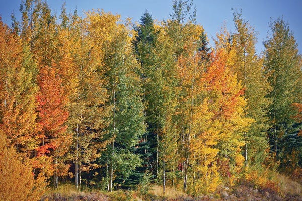 Susan Vizvary: Autumn Layers Of Trees II by Susan Vizvary