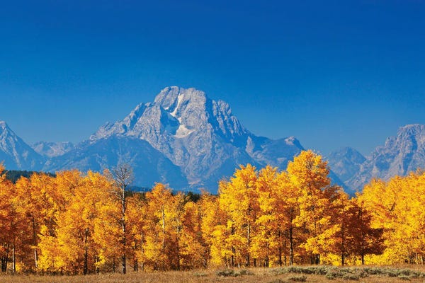 Susan Vizvary: Autumn Trees Grand Tetons by Susan Vizvary