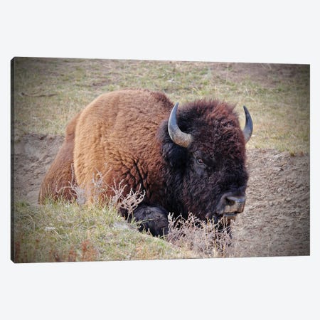 Bison In The Field Canvas Print #SUV339} by Susan Vizvary Canvas Print
