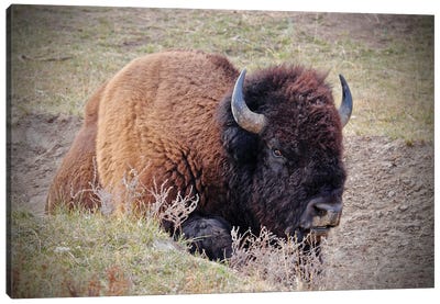 Bison In The Field Canvas Art Print - Bison & Buffalo Art