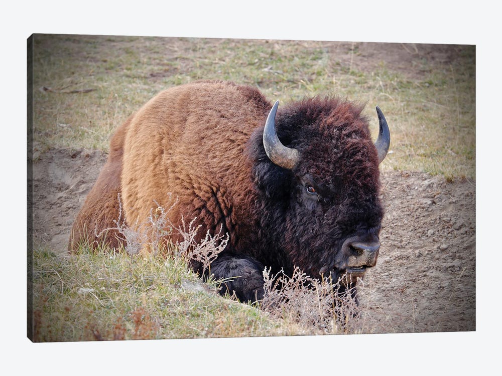 Bison In The Field 1-piece Canvas Artwork