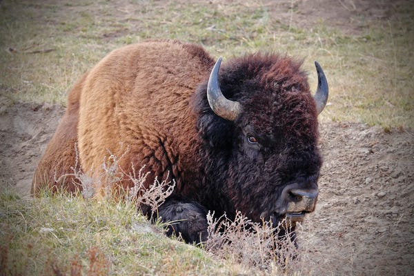 Susan Vizvary: Bison In The Field by Susan Vizvary