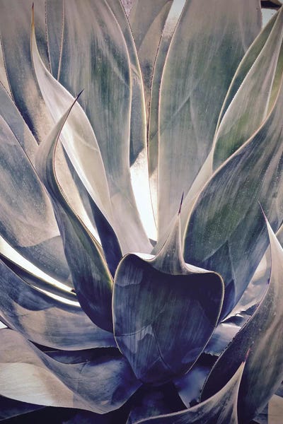 Susan Vizvary: Faded Succulant I by Susan Vizvary