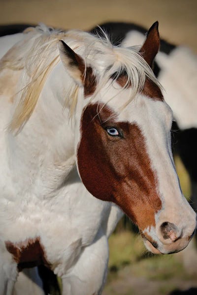 Susan Vizvary: Blue Eyed Beauty I by Susan Vizvary
