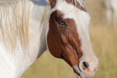 Blue Eyed Beauty II by Susan Vizvary multi panel art