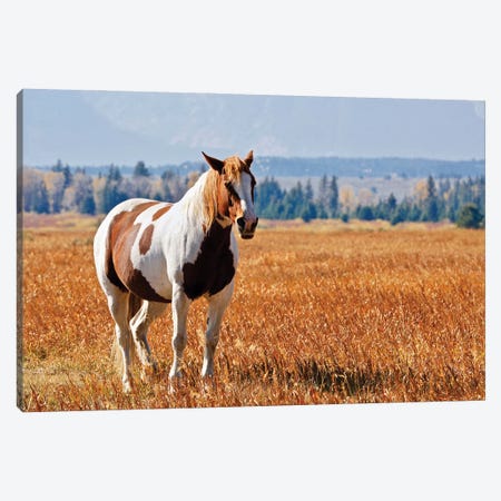 Brown And White Horse Canvas Print #SUV342} by Susan Vizvary Canvas Artwork