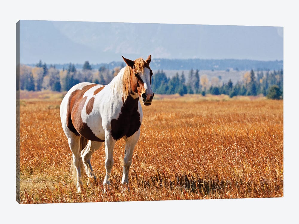 Brown And White Horse by Susan Vizvary 1-piece Canvas Wall Art