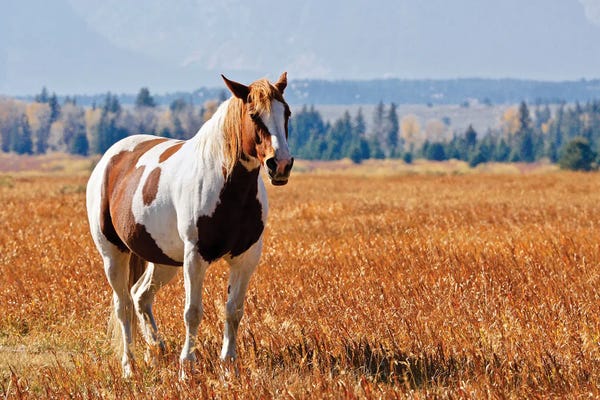 Susan Vizvary: Brown And White Horse by Susan Vizvary