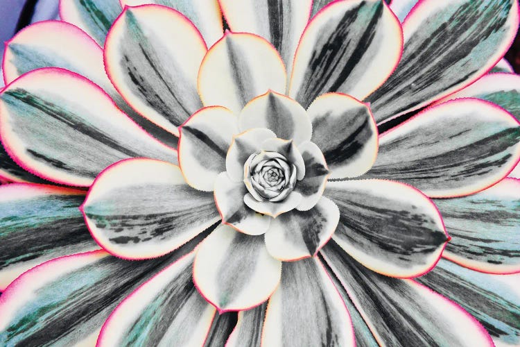 Fluorescent Succulent by Susan Vizvary wall art